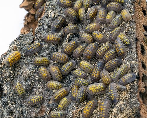 NatureHolic Golden Nugget Assel | Armadillidium granulatum Lemon | Terrarium Putztrupp | 6 Tiere | Zuchtansatz