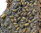 NatureHolic Golden Nugget Assel | Armadillidium granulatum Lemon | Terrarium Putztrupp | 6 Tiere | Zuchtansatz