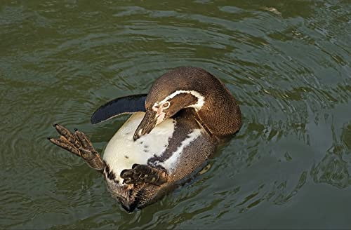hansepuzzle 36656 - Humboldt-Pinguin Puzzle 500 Teile - Tierwelt Motiv mit hochwertiger Aufbewahrung: Kartonbox und wiederverschließbarem Beutel - Format 46 × 30 cm