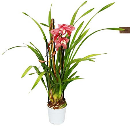 Exotenherz Cymbidium Orchidee - Kahnorchidee - Die Orchidee für kühle Räume rot