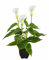 Künstliche Pflanzen Blumen, Real Touch-Fälschungs-Calla-Lilien-Pflanze Greenery Sträucher Silk Blumen für Hochzeit Bridle Bouquet Indoor Outdoor Home Küche Büro-Tabelle Dekor- Künstliche Topfpflanze
