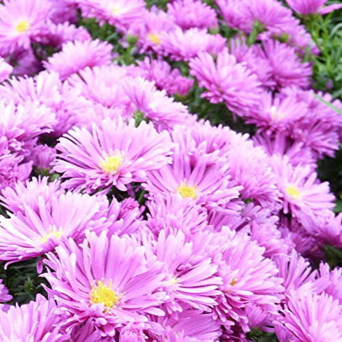 Aster dumosus Tonga Symphyotrichum Novi-belgii Tonga Hardy Perennial Purple Flowers Ideal for Pots and Containers 2 x 1 Litre Pots