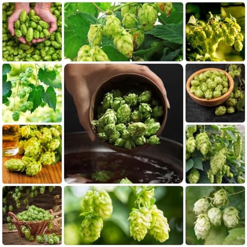 35 pcs hopfen pflanze samen pflanzen samen indoor bienenwiese saatgut - Humulus lupulus - hopfenpflanzen bienenfreundliche blumensamen balkon pflanze sommerblumen