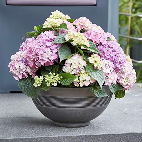Klocke Pflanzgefäße Pflanzschale Kunststoff - Neu 2020 - Schale Rund zum Bepflanzen – Kunststoffschale Tischdeko - Blumenschale Winterfest (Groß: Ø 40cm - Höhe: 20cm, Anthrazit)