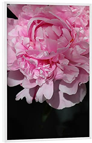 artboxONE Poster mit weißem Rahmen 60x40 cm Floral Pink Peony Art - Bild pink Blume Botanical