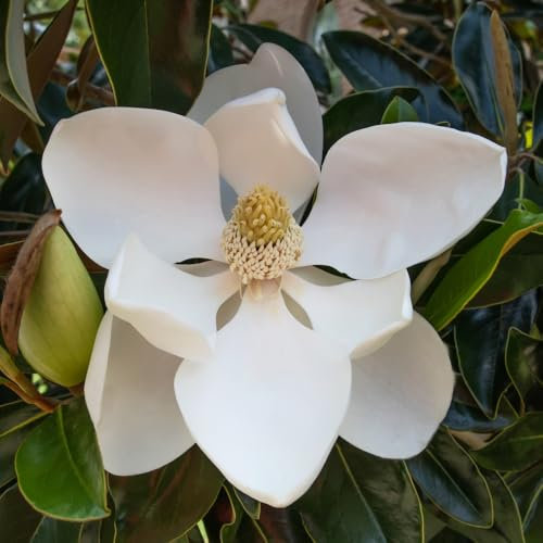 Magnolia grandiflora Little Gem - Compact Evergreen Tree with Fragrant White Flowers, Ideal for Small Gardens, Low Maintenance, Drought-Tolerant, 1 x 2 Litre Pot by Thompson and Morgan