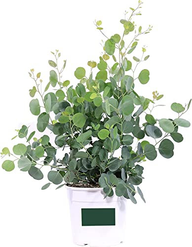 Eucalipto Silver Dollar Árbol Decorativo Natural
