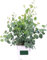 Eucalipto Silver Dollar Árbol Decorativo Natural
