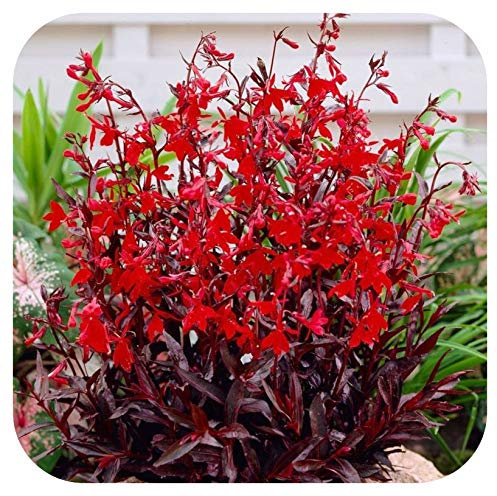 Lobelia Cardinal Flower 'Queen Victoria' x 5 Large Plug Plants