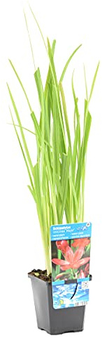 Bloomique - Schizostylis 'Mrs Hegarty' - Lis des Cafres rose - Glaïeul des marais - Plantes de bassin - Plantes aquatiques - Résistante au gel - Hauteur 10-20 cm - Pot 9 cm