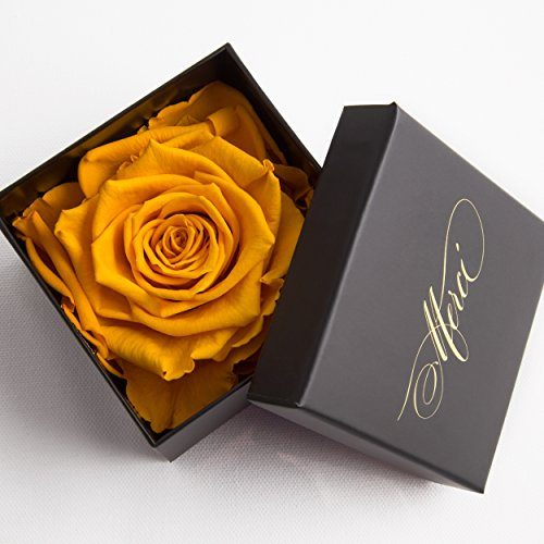 Ewige Rose Rosenbox Merci von ROSEMARIE SCHULZ Heidelberg (1 Rose, Gelb)