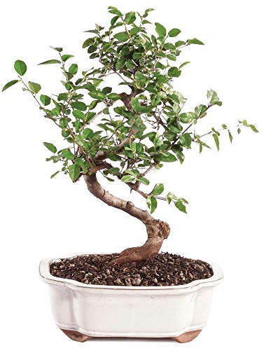 Brussel's Bonsai - Small Live Bonsai Bonsai Tree, 5-Year