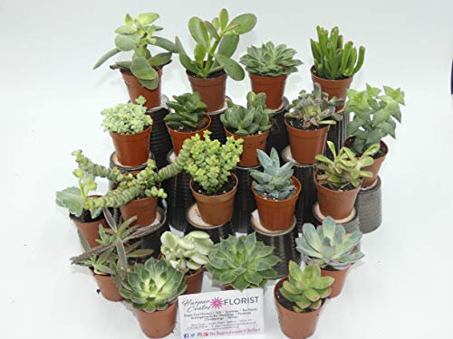 Succulent Mix - 20 Live Plants - 5.5cm pots, Indoor Plants, Easy Care, Makes a Great Terrarium Project or Table Arrangement
