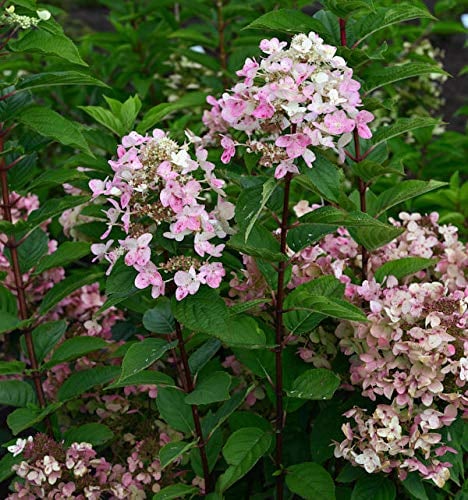 Hochstamm Rispenhortensie Wims Red 80-100cm - Hydrangea paniculata