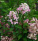 Hochstamm Rispenhortensie Wims Red 80-100cm - Hydrangea paniculata