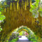 GOLDEN CHAIN ​​TREE Gemeiner Goldregen Samen