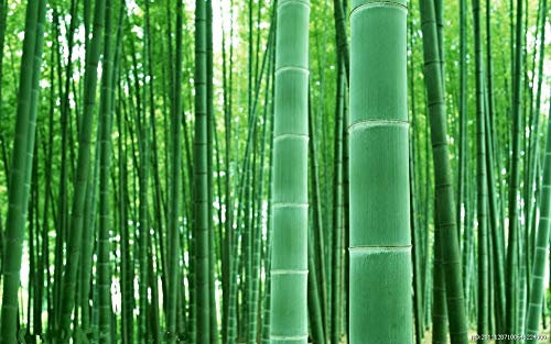 Shopmeeko 20 STÜCKE MOSO BAMBUS RIESIGE MAO BAMBUS-Pflanze - Phyllostachys pubescens/edulis - Moso Hardy Bambus