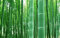 Shopmeeko 20 STÃœCKE MOSO BAMBUS RIESIGE MAO BAMBUS-Pflanze - Phyllostachys pubescens/edulis - Moso Hardy Bambus