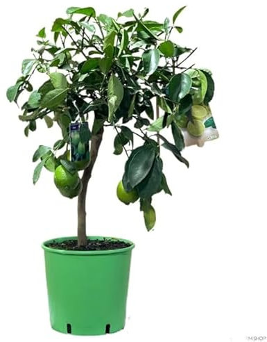 Árbol de Lima Naturl de Calidad Cultivo Profesional para tu Hogar