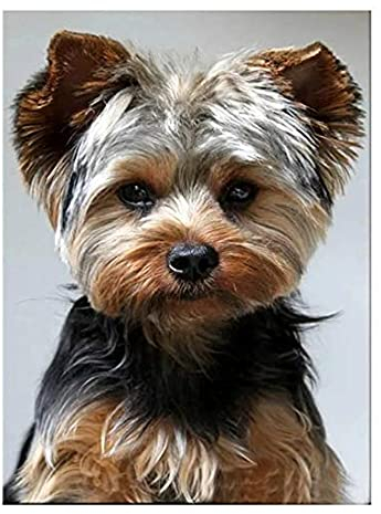 RUIYANMQ 1000-Teiliges Puzzle Yorkshire Terrier Süßer Hund Haustier Toller Urlaub Hobbys Interaktive Familienspiele Px200Yk