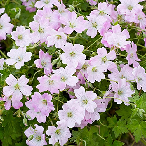 Geranium Dreamland Hardy Outdoor Flowering Garden Perennial Plants in Plant Pot (20-30cm Incl. Pot)