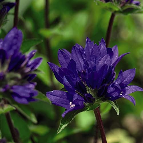Campanula Glomerata Superba Bell Flower 2 x 1 Litre Potted Plants by Thompson & Morgan