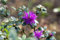 Rhododendron russatum 25-30 cm - Rhododendron, violette Blüten, Blütezeit Mai-Juni, ideal für schattige Gärten, immergrün, winterhart