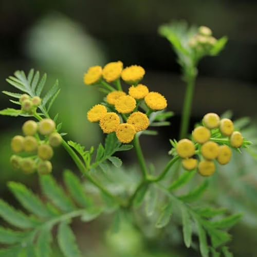 500 Pcs Rainfarn Pflanzen Kaufen Samen - Wildblumensamen, Pflanzen Für Sonnige Plätze Rainfarn Samen Bio, Topfpflanzen Draußen Winterhart, Frühlingsblumen Wildblumen Balkonblumen,