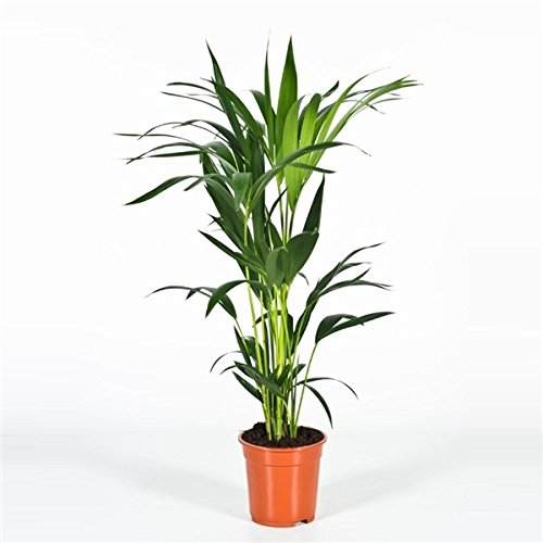 Blumen-Senf Kentia Palme 110 cm Howea forsteriana