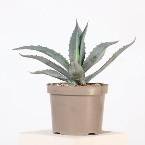 Agave blu Agave americana pianta grassa succulenta in vaso ø16 cm Vivaio di Castelletto