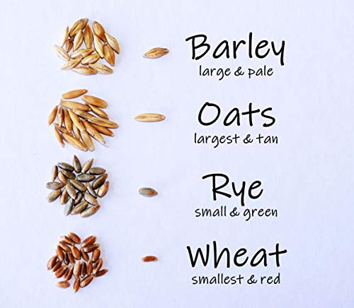 Crafted-Brand Simple Cat Grass Blend, 100% US Organic, 4 Popular Seeds of Wheat, Barley, Oats, and Rye Seed Mix Combo, Show Your Love with a Healthy Pet Treat and Snack (4 Ounce (~3200 Seeds))