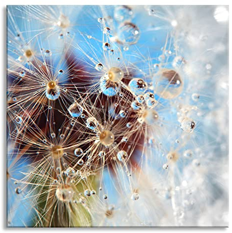 Pixxprint Glasbild, Wandbild auf Echtglas, Tropfen an Pusteblume abstrakt, 50x50 cm, inkl. Aufhängung und Abstandshalter