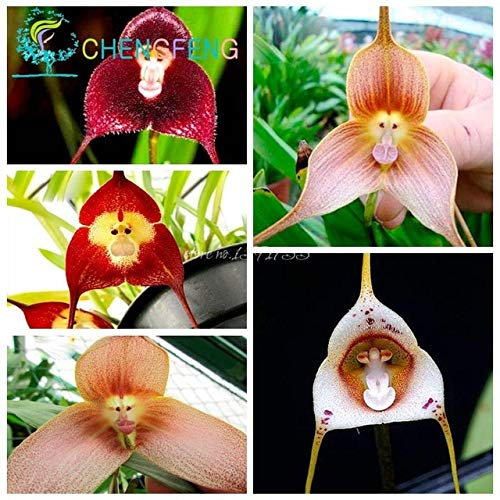 Shopmeeko 5 teile/beutel Gemischte Bunte Affe Gesicht Orchidee pflanzen Rote Creme Topf Peru Blume pflanzen Orchis Simia Senior Phalaenopsis Bonsai: Klar