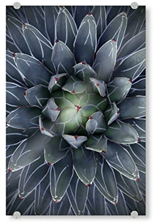 artboxONE Acrylglasbild 90x60 cm Natur Agave blau-grün mit Streifen Bild hinter Acrylglas - Bild Agave Agave Blatt