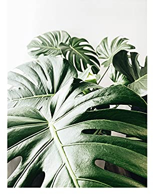 OYFFL Tropische Pflanzen Leinwandmalerei Sukkulenten Poster Palmblatt Monstera Botanical Prints Wandkunst Poster für Raumdekor (50 * 70cm Rahmenlos,1)