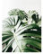 OYFFL Tropische Pflanzen Leinwandmalerei Sukkulenten Poster Palmblatt Monstera Botanical Prints Wandkunst Poster für Raumdekor (50 * 70cm Rahmenlos,1)