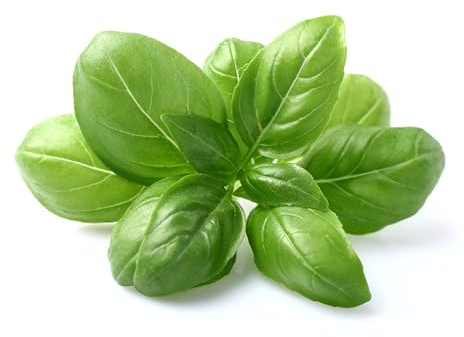 Graines de Basilic Genovese – 100 graines basilic italien pour potager, balcon & pot | Basilic aromatique idéal pesto | semences reproductibles