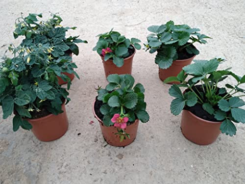 Pack 6 Plantas Naturales del huerto (Fresas) maceta de 13 cm