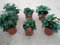 Pack 6 Plantas Naturales del huerto (Fresas) maceta de 13 cm