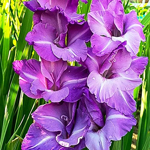 2Stück Gladiolen Zwiebeln Winterhart MehrjäHrig Blumenzwiebeln Gartenpflanzen Pflanzen Balkon Pflanze Bienenweide Geschenk Blumenzwiebel Blumen Zimmerpflanze Deko PflanztöPfe