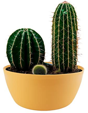 ECOMACETAS FLOWERPOT STORE Maceta Cactus, Maceta para Mini Cactus, Suculentas, Crasas o Bonsai. Maceta Redonda Baja Amarilla. (1, 20 cm)