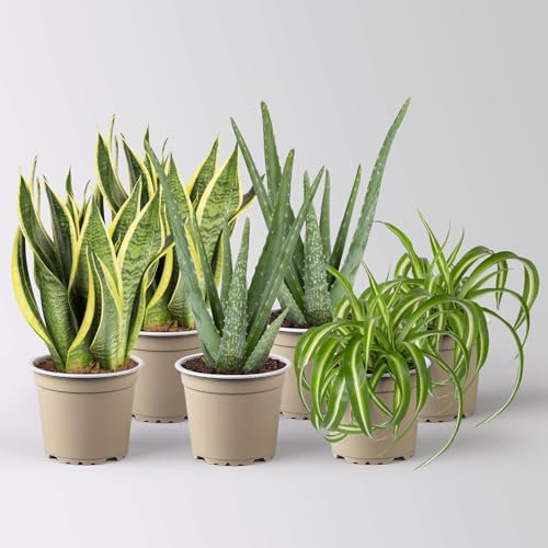 Grünpflanzen-Set Saubere Luft trockentolerant, Topf-Ø 12 cm, 6 Pflanzen