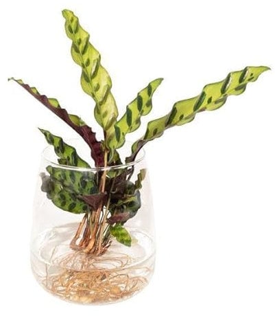 Korbmarante - Calathea Insignis im Kingston-Glas - Zimmerpflanze - Ø12cm - 30cm