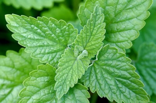 Buy4seeds 200 Seeds Organic Catnip Catmint Nepeta cataria Useful for Garden and Outdoor