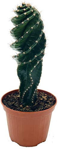 Spiralkaktus (Cereus forbesii spiralis) (im 11cm Topf, ca. 20cm hoch)