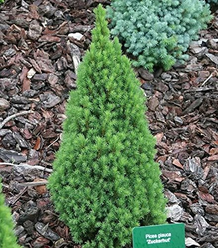 Zwerg Zuckerhutfichte 70-80cm - Picea glauca - lebende Gartenpflanze aus den Baumschulen