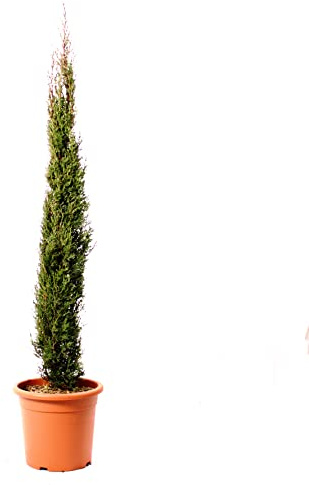 KENTIS - Cupressus Sempervirens Totem con Decorazione Vaso in Juta - Cipresso Pianta da Esterni - Pianta da Giardino Vera - H 125/150 cm Vaso Ø 24 cm