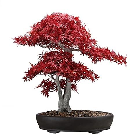 Simulation von Topfpflanzen, Bonsai-Baum, künstliche Pflanze, Simulation von Rotahorn-Bonsai in der Nähe natürlicher künstlicher Pflanzen für den Innenbereich (rot)