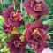 15 pcs Taglilien Winterhart Pflanze Samen blumensamen gastgeschenk, samen Taglilien Kaufen Samen geschenke garten, pflanzensamen exotisch wildblumen, winterharte stauden blüten, kräuterbeet