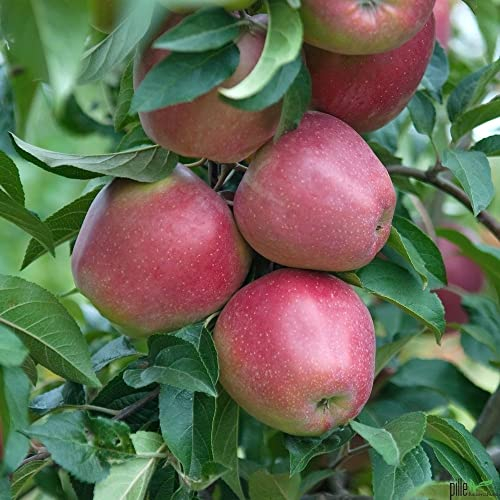 Balkonobst Kleinobst Apfel Gloster Terrassenobst Apfelbaum 80-120 cm Lieferhöhe | endgültige Höhe bis max 300 cm | malus domestica 'Gloster' | Befruchter Cox Orange und Gala